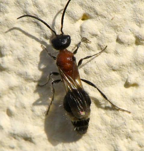 Réf. 218 565 : Blakeius bipunctatus